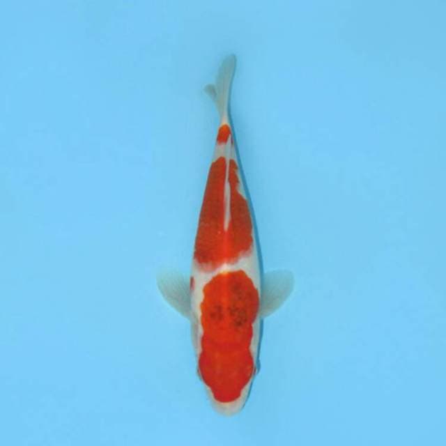 BKS ( KOHAKU KOROMO 25 CM )