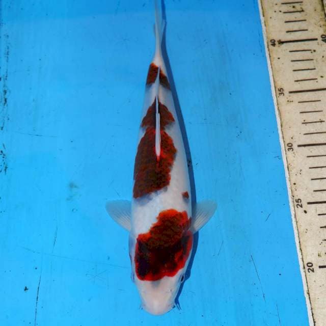 26CM BUDO KOROMO.HQ