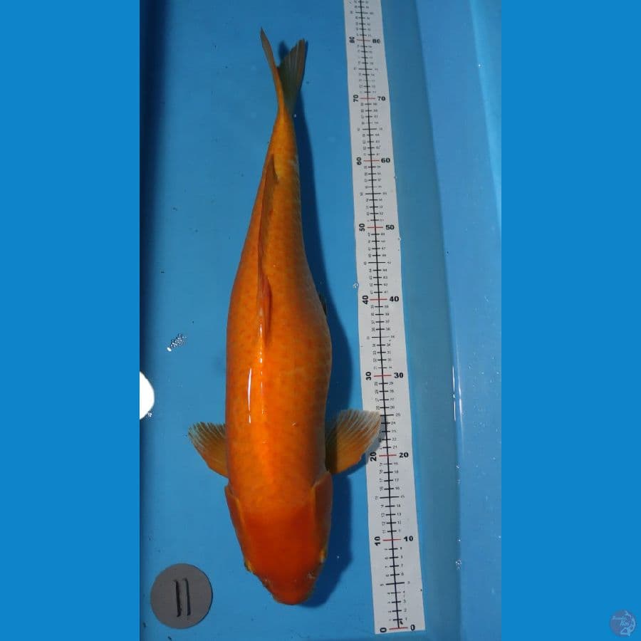 Karashi Red eye Jumbo 70cm