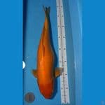 Karashi Red eye Jumbo 70cm