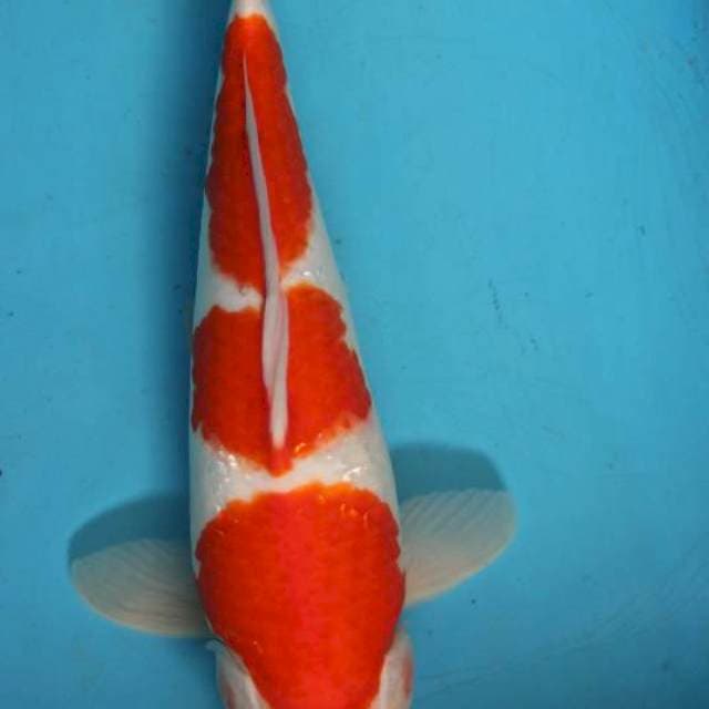 Yondan kohaku 35cm