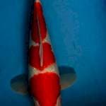 Yondan kohaku 35cm