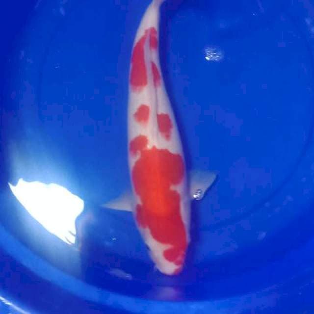 Kohaku female