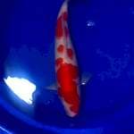 Kohaku female