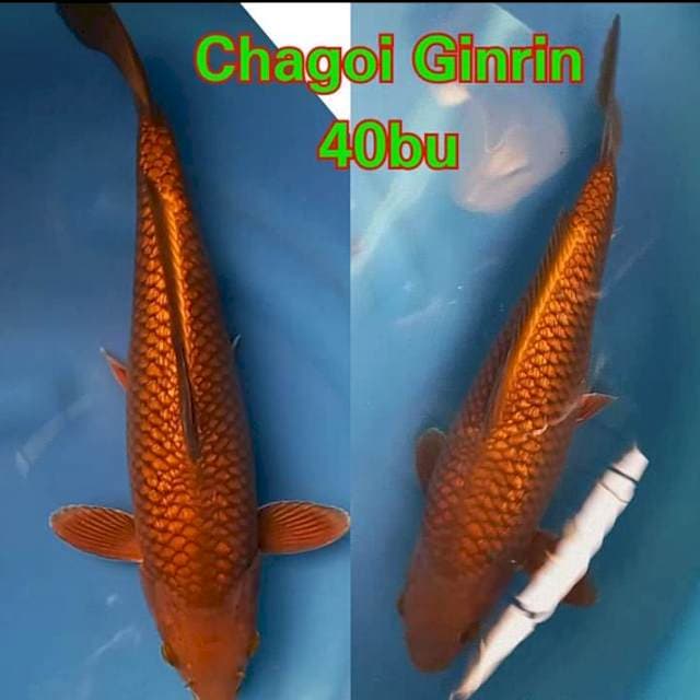 Chagoi Ginrin Ring ⭐