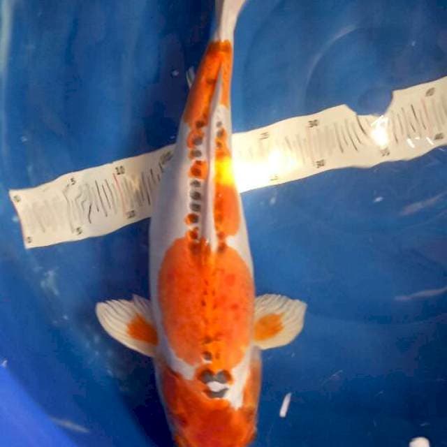 Kikokuryu F, 52cm