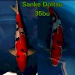 Sanke Doitsu 🔥🔥