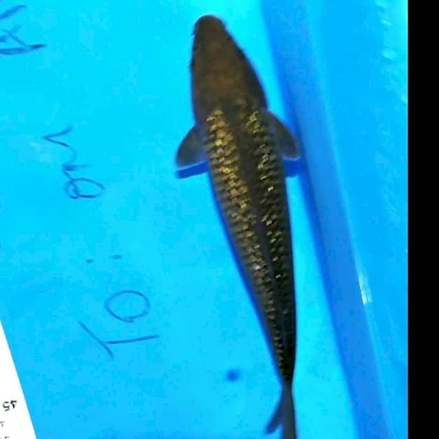 Midori 25cm