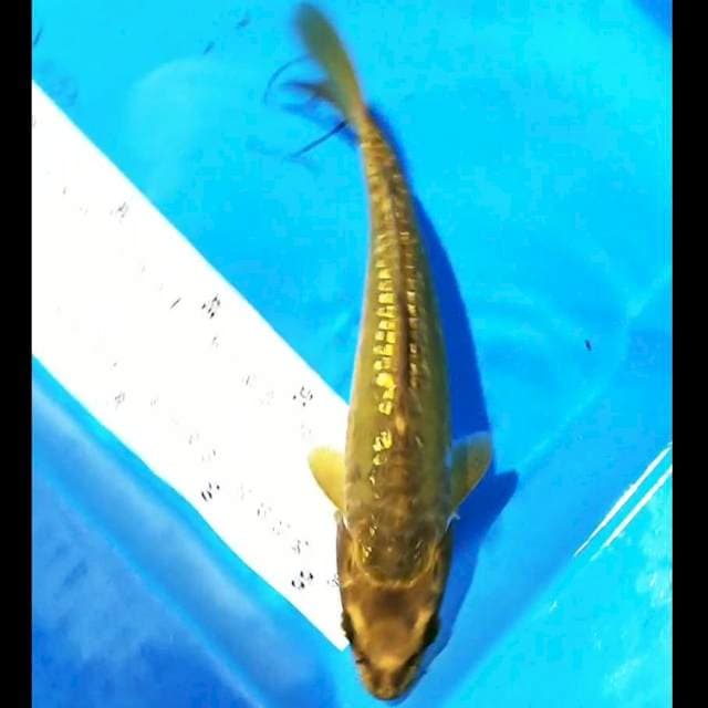 Midori 25cm