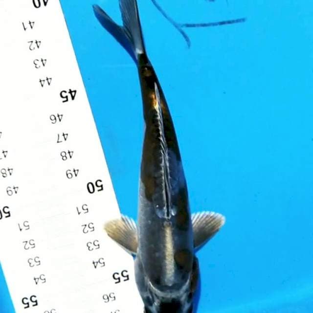 Kiko 19 cm