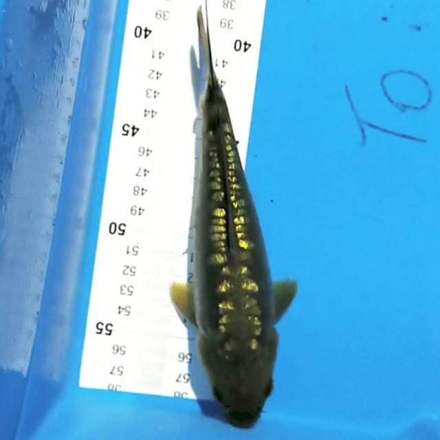 Midori 21 cm