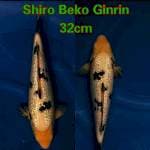 Beko Ginrin ⭐⭐