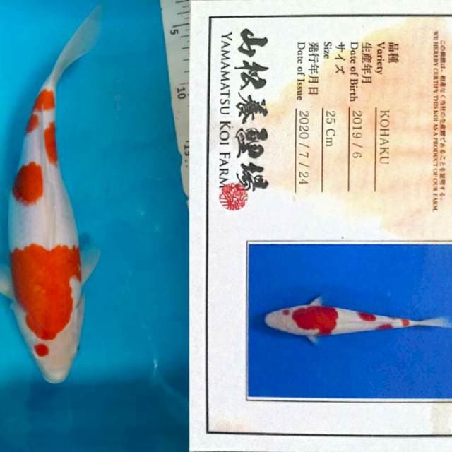 Kohaku. F, 30cm