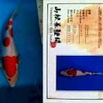 Kohaku. F, 30cm