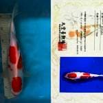 Kohaku imfor 38cm, 