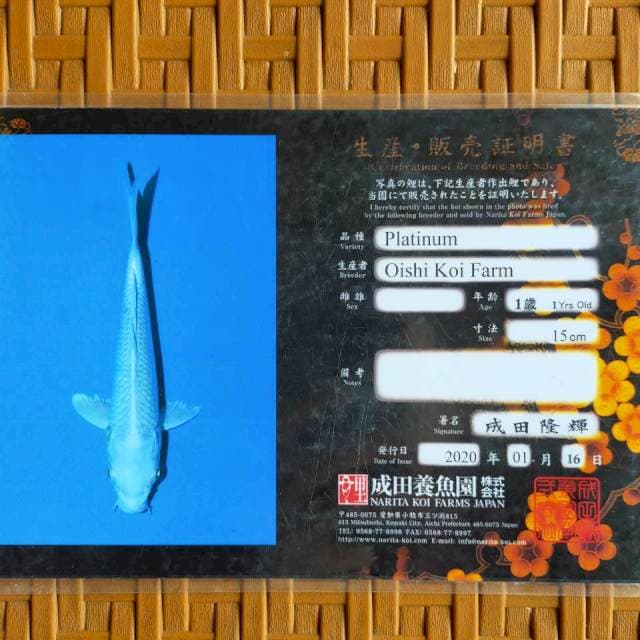 platinum import Oishi koi farm certi narita