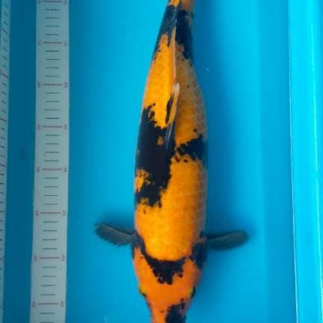 hi utsuri 48 cm