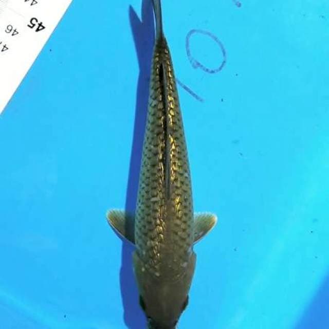 Midori 20cm