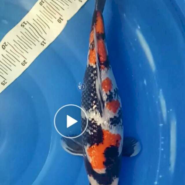 King ginrin showa 40cm up