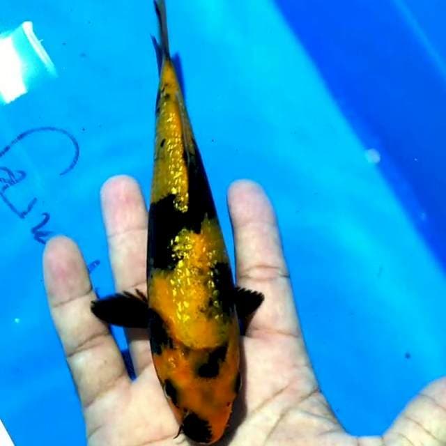 Hi Utsuri 18cm