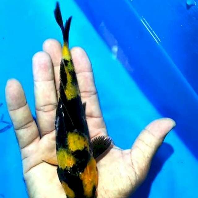 Kin Showa 20cm