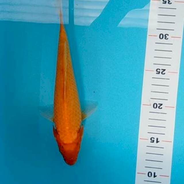 Orenji ogon 25 cm