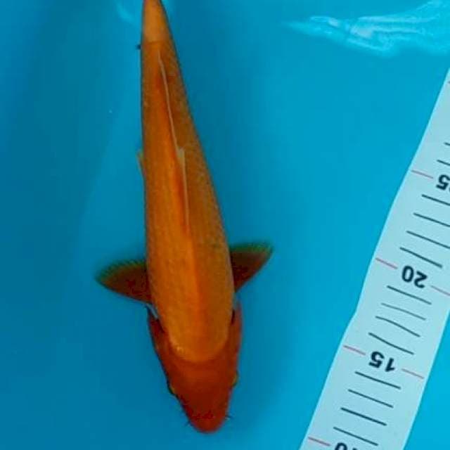 Orenji ogon 27 cm