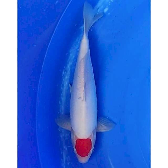 Doitsu Tancho Kohaku 30cm (M)