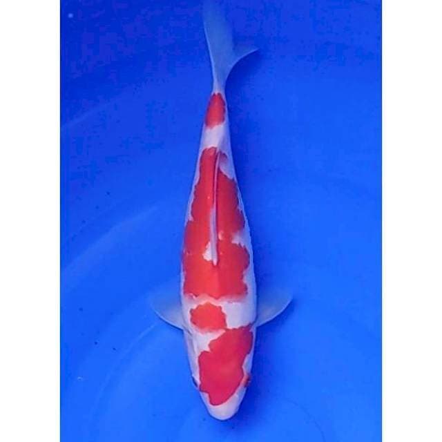 HQ 3Step Kohaku Original 28cm (F)