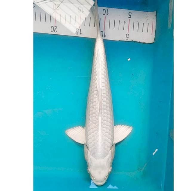 Platinum 36cm Jantan