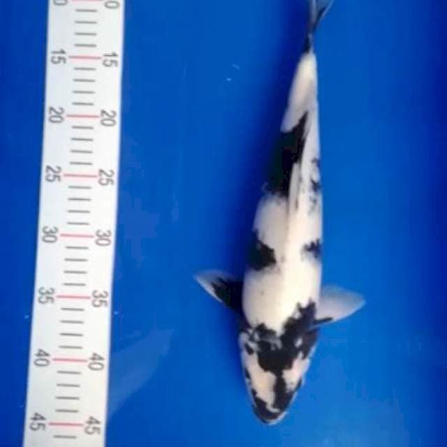 Shiro 36cm