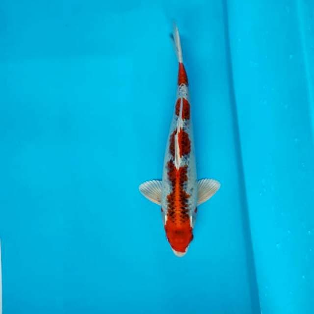 Kujaku 39cm