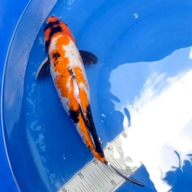 Kenanga02~ "Showa jumbo 48cm
