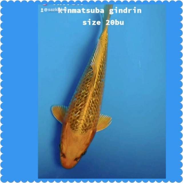 Kinmatsuba gindrin 20bu