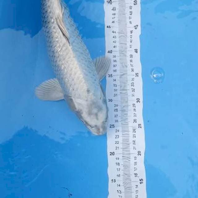 mukashi jumbo 45cm