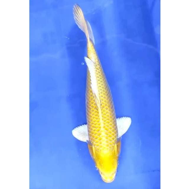 33 cm # yamabuki ogon