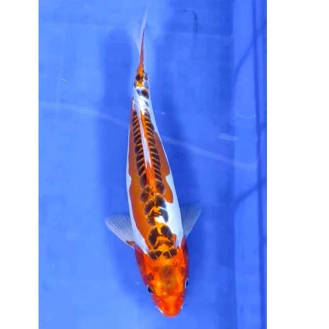 31 cm # goshiki doitsu