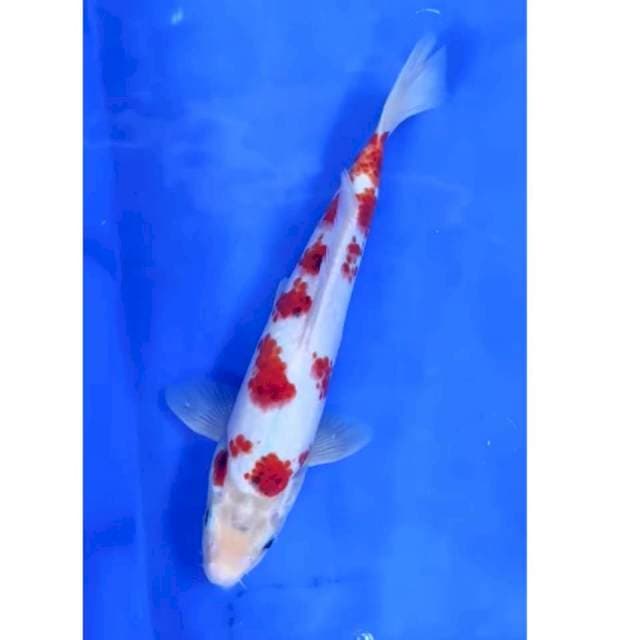 30 cm # goromo sakura