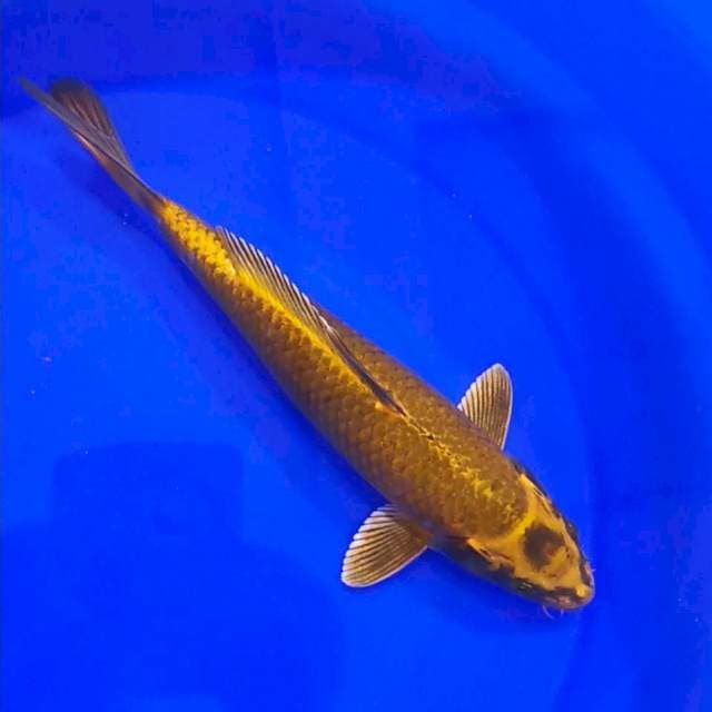 Kawarimono HQ 32cm