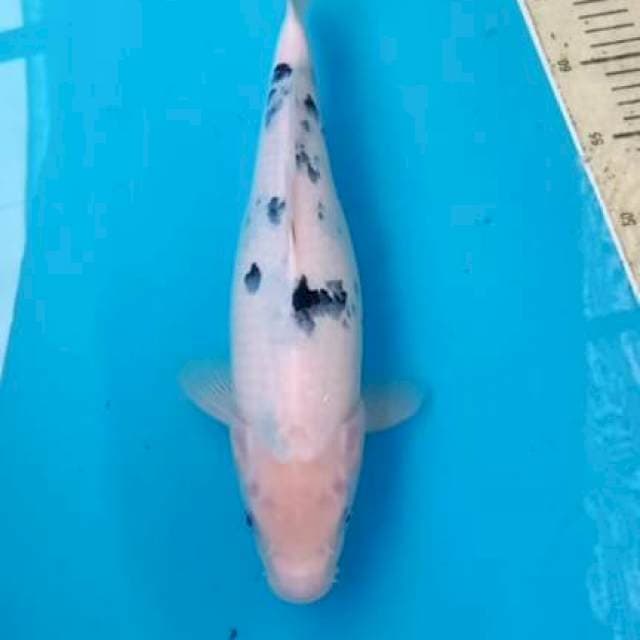 Bekko 35cm