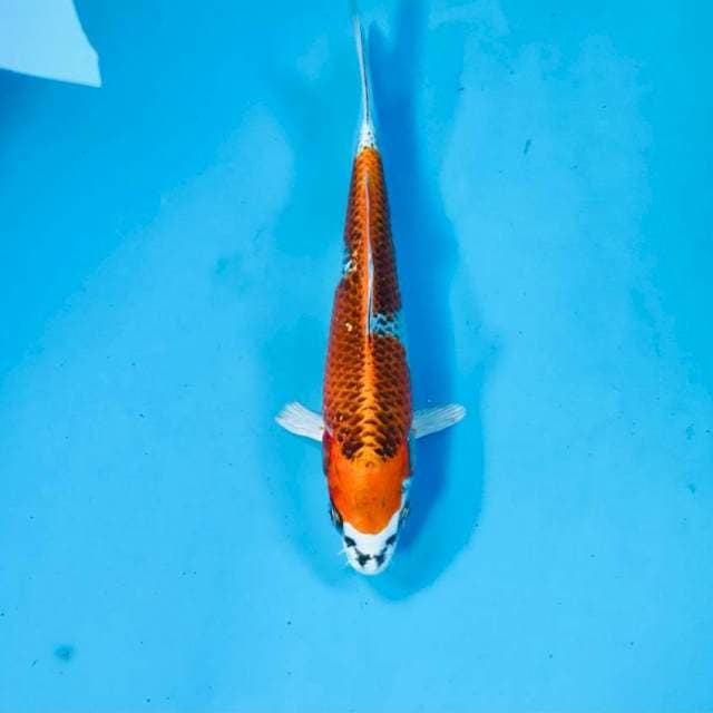 Kujaku, 20 cm