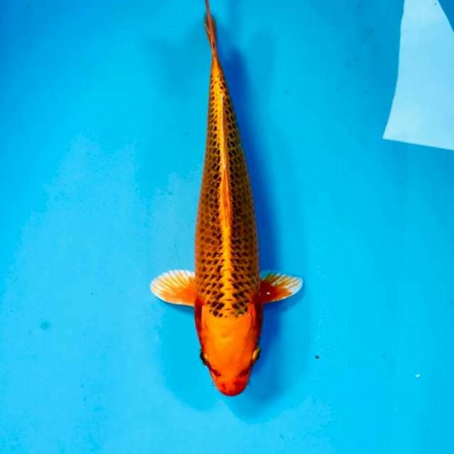 Kin Matsuba, 29 cm
