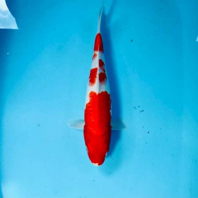 Kohaku, 29 cm