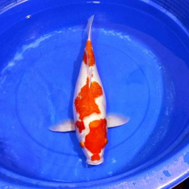 Kohaku hanatsuki 50cm
