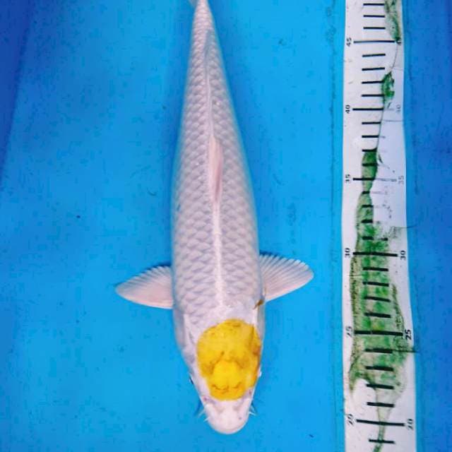TANCHO HARIWAKE 32 cm
