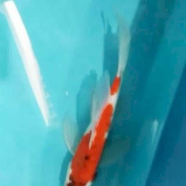 KUMPAI GOSIKI 32CM