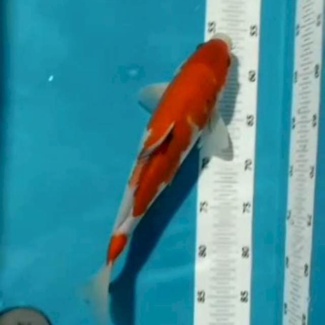 SOWA 33CM