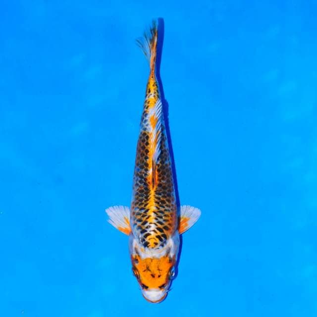 Maruten kujaku