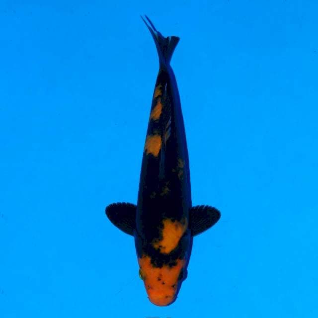 Hi utsuri 21 cm Female