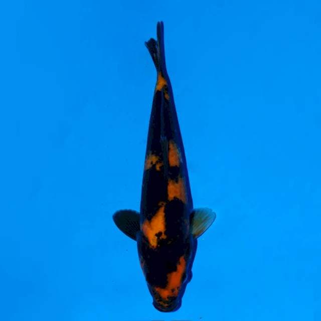 Hi Utsuri 22 cm Female